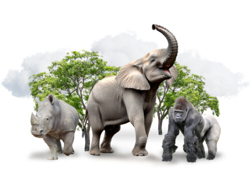 Saving endangered species, one network at a time  on April 14, 2025 at 12:00 pm